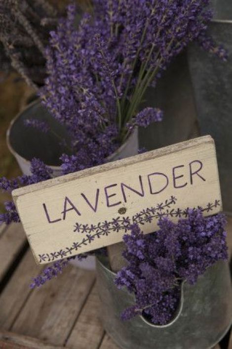 lavendar 1
